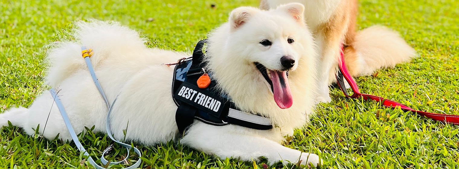 東陽市高強織洗有限公司官網，丙綸絲，再生丙綸絲，再生丙綸織帶，東陽市高強織洗有限公司